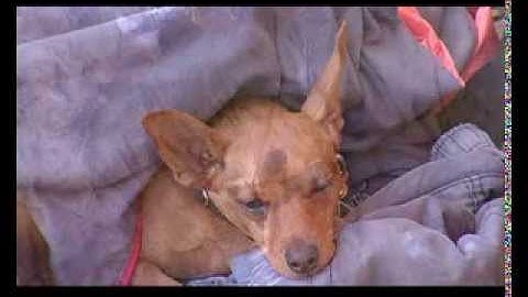 Monkey Puzzle 28 (7c+)