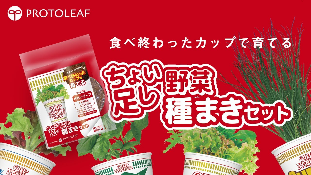 【カップヌードル 土だけ】ちょい足し野菜 栽培編