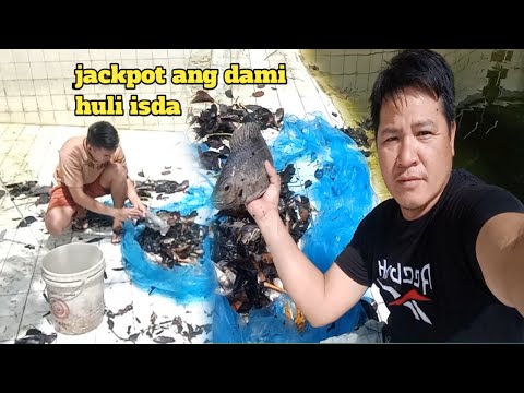 dami isda