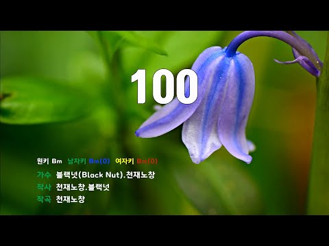 [은성 반주기] 100 - 블랙넛(Black Nut).천재노창