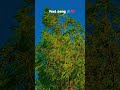 Feel song 🖇️❤️#🥺.#song #❤️🖇️ #follow #trees
