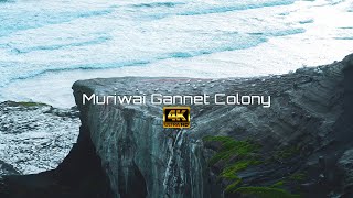 Muriwai Gannet Colony | Nature 4k