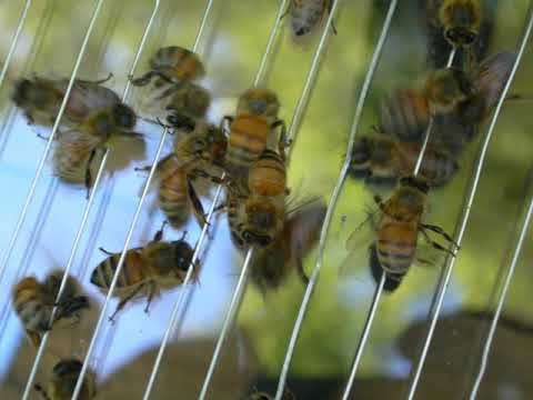 Vidéo: Comment Collecter Le Venin D'abeille