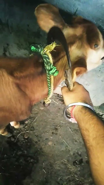 #qurbani #cutting video #cow