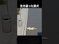 埋葬されたが家に帰ってきた犬 #実話 #感動する話 #海外 #事故