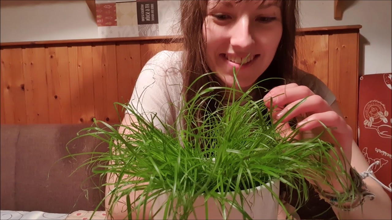 Cyperus Zumula (Katzengras) - Pflege der Pflanzen