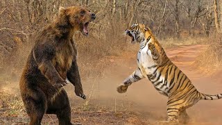 Wild Fight of Brown Bear Against Amur Tiger For The Kingdom Of Taiga !!! by Victorious Nature 28,424 views 2 years ago 10 minutes, 33 seconds
