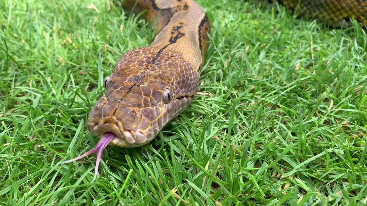 video phone beyonce mp3 Reticulated Python high on grass. I mean life. But mostly grass.