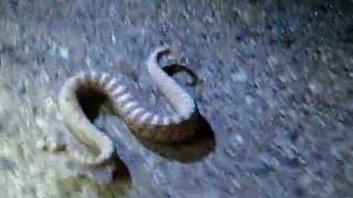 Sidewinder Sidewinding