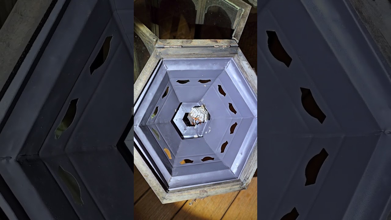 INSTANT KILL! 🐝 Watch Hot Shot DESTROY This Wasp Nest