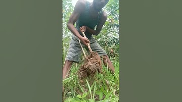 Harvesting cassava part 107 #shorts #farming #cassava #nature  #cassavaroots #cassavafarming
