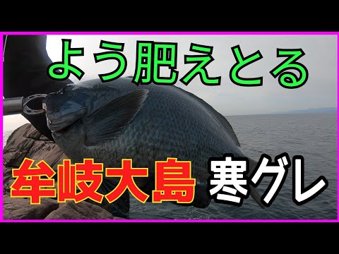 【牟岐大島 磯釣りシーズン2nd 11回目】 徳島グレ釣り本場 強者達が切磋琢磨して腕を磨いたエリアで寒グレを狙う