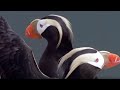 World's largest eagle attacks Kittiwake birds | Blue Planet | A Natural History of the Oceans | BBC