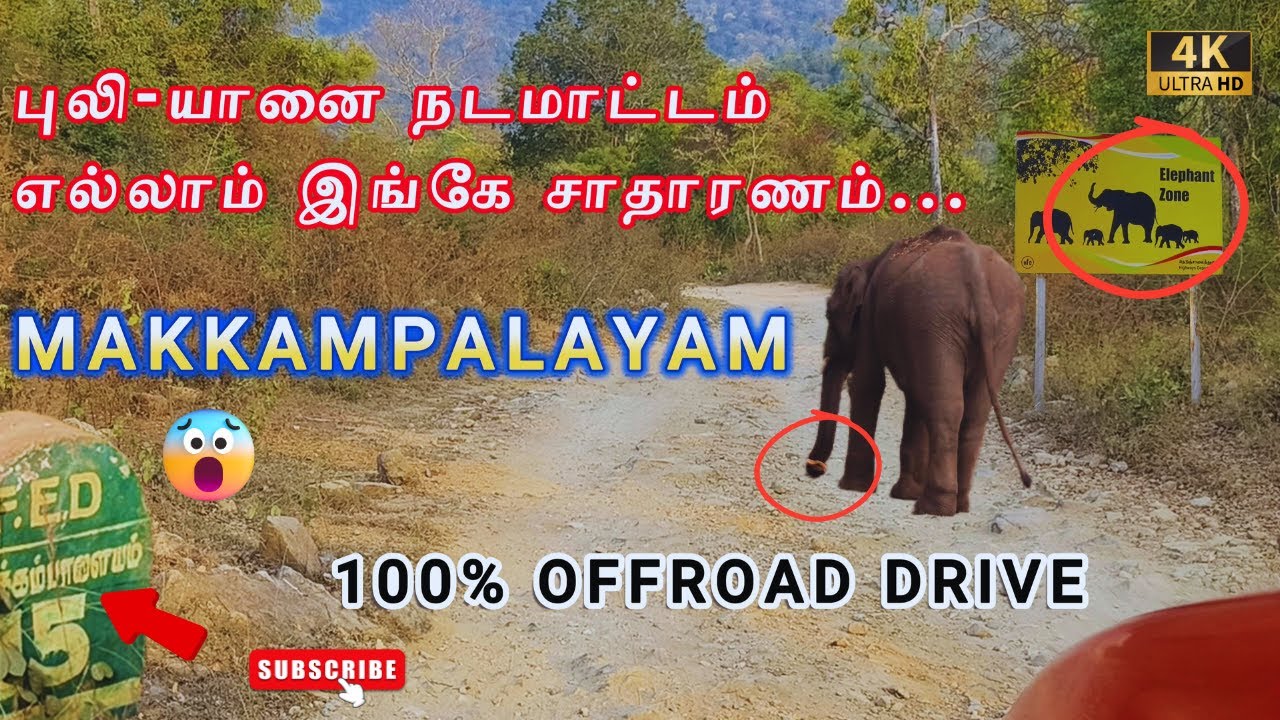 🔥புலி -யானை🔥 நடமாட்டம் சர்வசாதாரணம்😳 | SATHYAMANGALAM TIGER RESERVE - MAKKAMPLAYAM - OFFROAD DRIVE