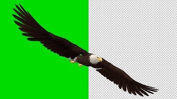 Bald Eagle - Flying Transitions