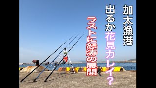 加太漁港 投げ釣り 花見カレイ ミトコンの色々ブログ