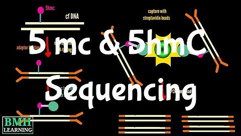 5 mc & 5hmC  Sequencing | Sequencing Of 5-Methylcytosine & 5-Hydroxymethylcytosine |