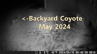 Backyard Coyote  May 2024