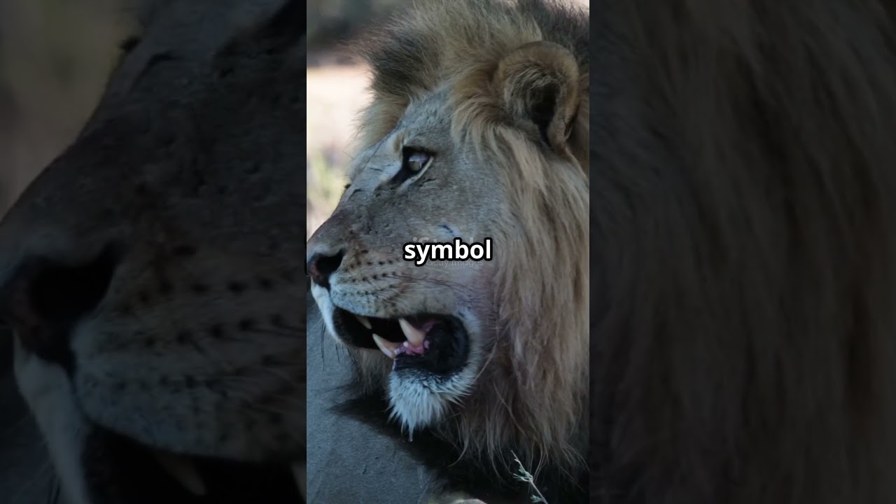 lion the king of jungle 