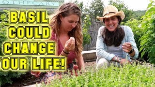 5 AMAZING uses of BASIL! THE GARDEN SUPER PLANT!!