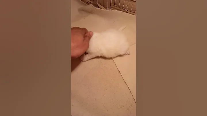 Watch the video about Persian white kitten punch face #kittycats Vlog #awwanimals #catlover #catvideos #cat