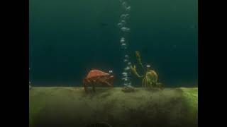 Buscando A Nemo - Cangrejos