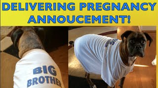 Brock the Boxer DELIVERS PREGNANCY ANNOUNCEMENT!! by Brock the Boxer TV 17,905 views 9 years ago 1 minute, 27 seconds