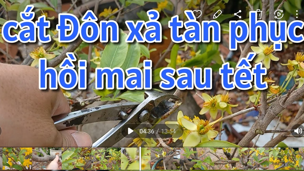 Mùng 6 xả tàn phục hồi mai vàng sau tết - chăm mai sau tết có cần thay chất trồng không ?