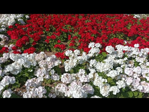 ቪዲዮ: Pelargonium ፣ እንደ ንጉስ የሚያብብ