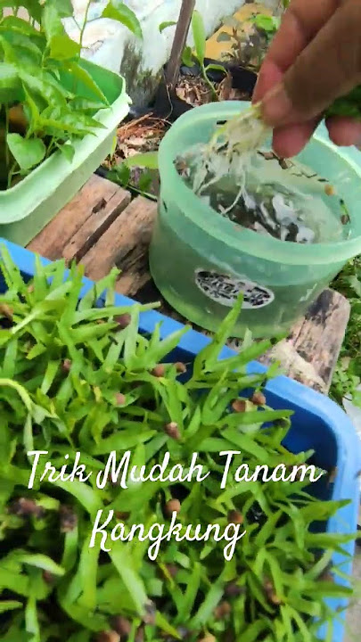 Trik Tanam Kangkung Hidroponik mudah #hidroponik #berkebun #sayuran #teknikpertanian