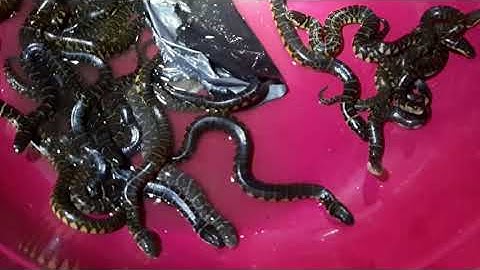 Mô hình nuôi rắn ri voi con, rắn voi cọc, rắn bồng voi, phân biệt rắn voi tượng con đực và cái