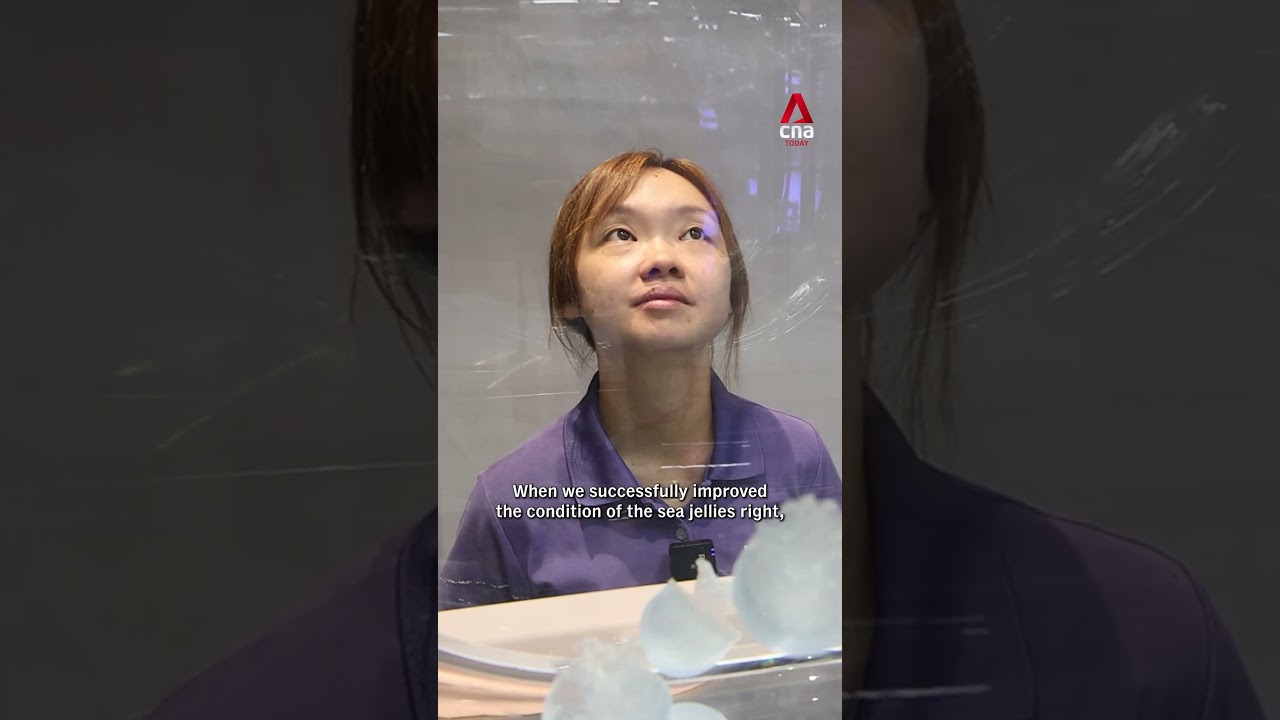Meet the 'mother' of sea jellies at Singapore Oceanarium