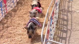 Clark County Fair & Rodeo – Swifty Swine Pig Racing