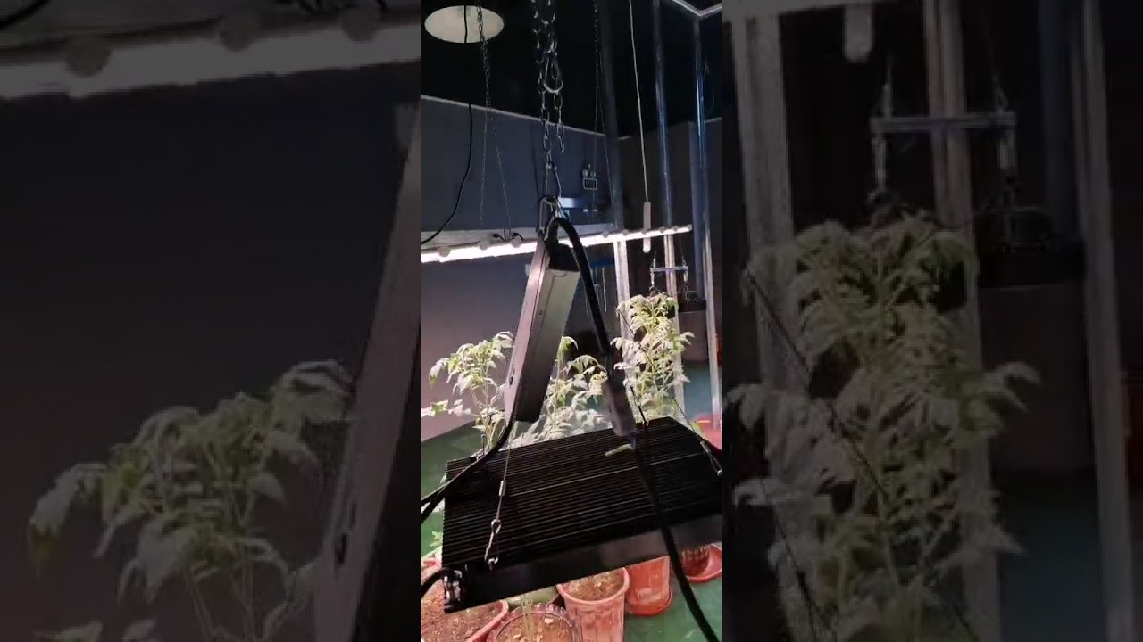 500W quantum board LED grow light