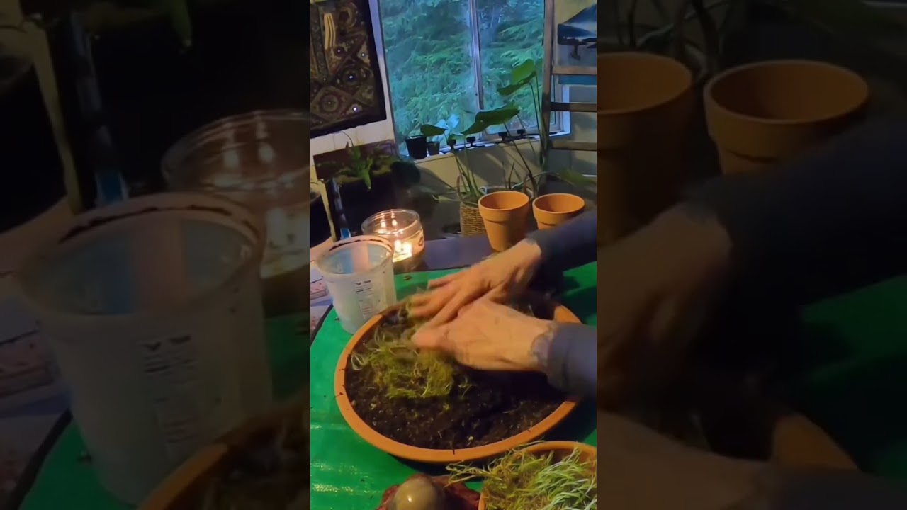 Sweet & Simple Fairy Garden 