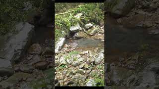 My Ain Countrie sung R #shorts #music #oldmusic #publicdomainmusic #nature