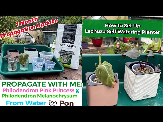 Propagating Philodendron Cuttings in Pon | How to Set Up the Lechuza Self  Watering Planter