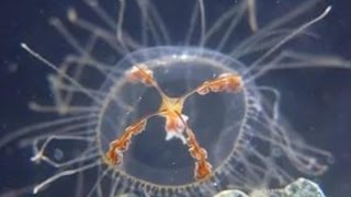 Ядовитые медузы атаковали отдыхающих на побережье Приморья ! Ядовитые медузы атаковали отдыхающих на побережье Приморья !