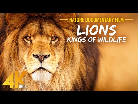 LIONS Kings of African Wildlife Lions