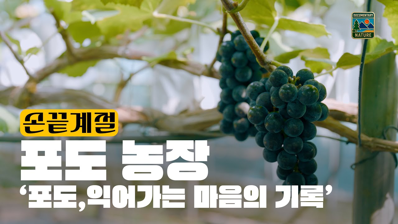 Виноград, запись созревающего сердца 🍇