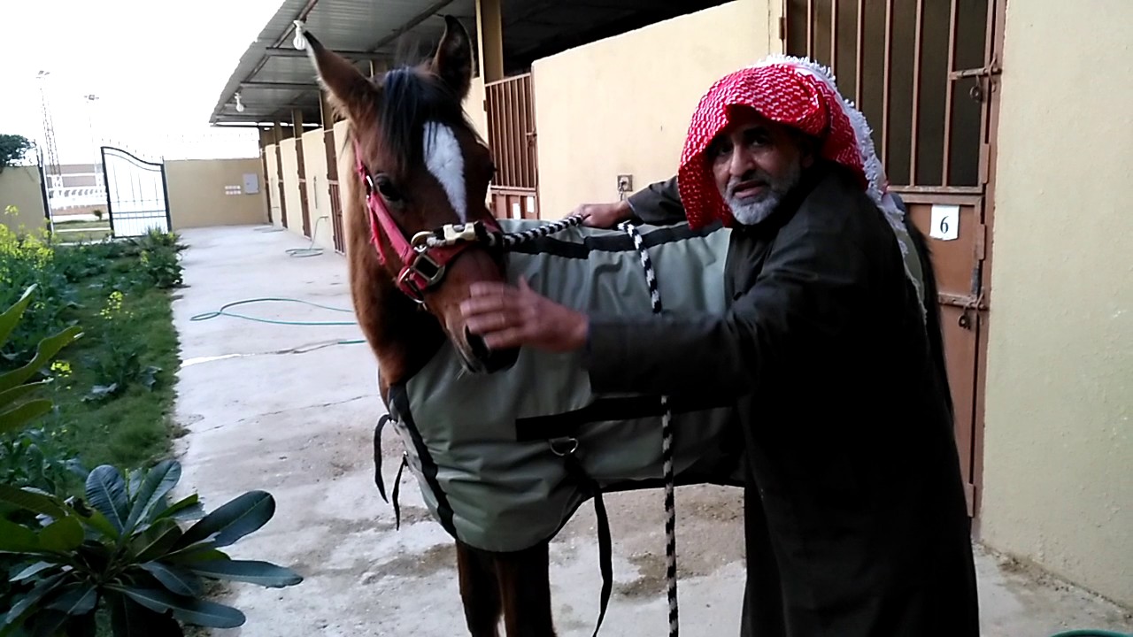 الأستاذ/محمد الحقيل يشرح طريقة القود الصحيحةمع مهره عربية تحرن وترفض الدخول مع أي باب إلا بصعوبة (2)