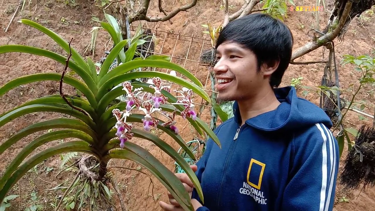Cara Mudah Membungakan Vanda Tricolor Var Tricolor Sulit Berbunga Youtube