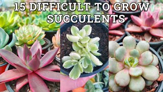 15 Difficult To Grow Succulent Plants