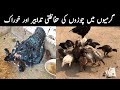 Garmiyon Main Chuzon Ki Best Khurak | Best Food For Aseel Chicks