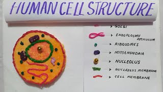 HUMAN CELL STRUCTURE MODEL| Eukaryotic Cell Model #schoolproject#sciencemodel#model#cellmodel
