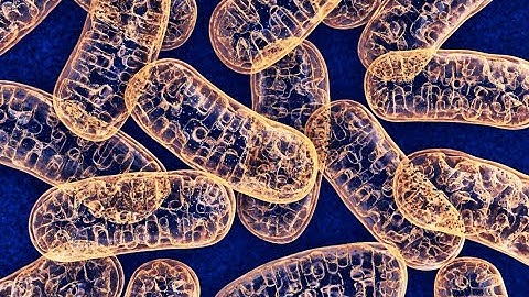 Understanding the Powerhouse - The Role of Mitochondria in Cells (3 Minutes)