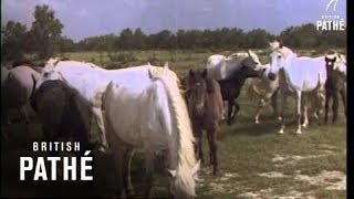 On The Camargue (1960)