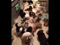 Organized Chaos called Feeding the Pekingese の動画、YouTube動画。