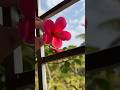 Amar Choto bagan🌺#shorts#viral#bengalivlog#viralshorts