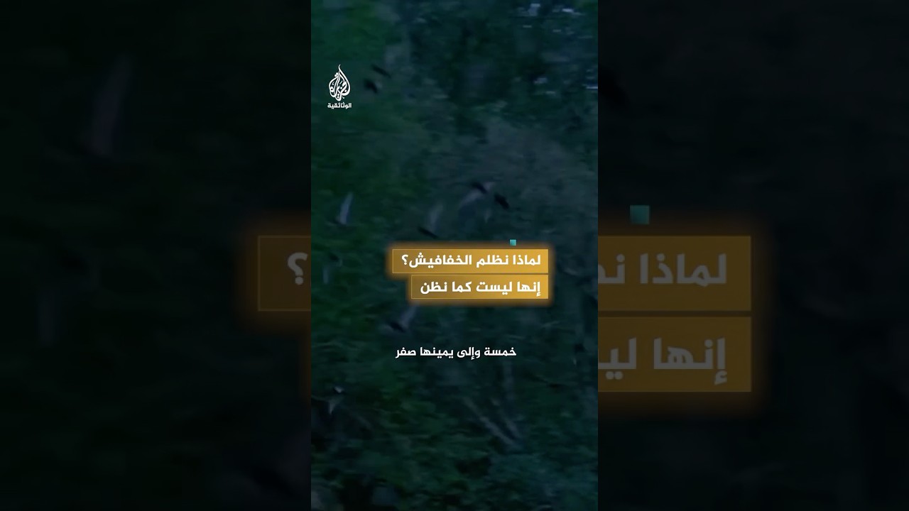شركاء على الكوكب.. محامي الخفافيش